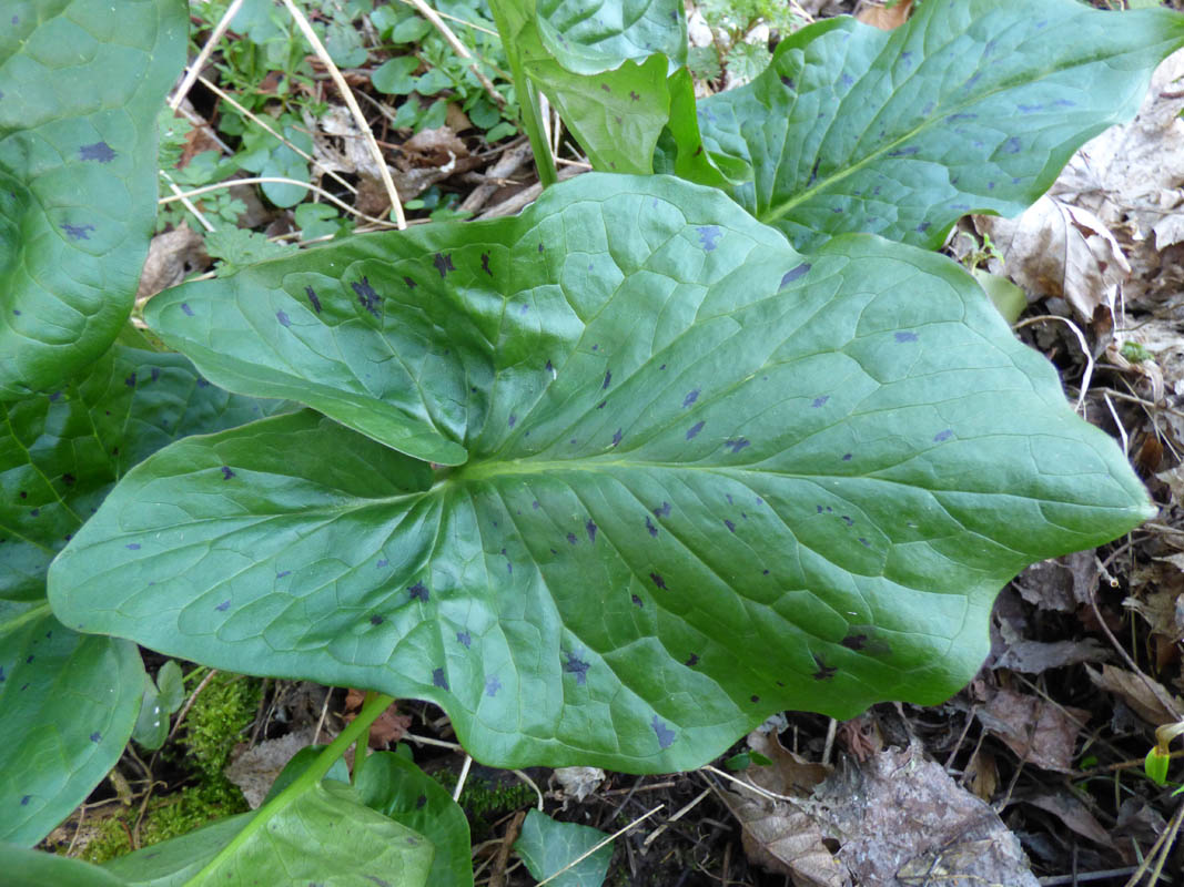 Arum maculatum